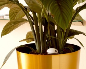 Office Gadget: Koubachi plant sensor helps you care for your plants